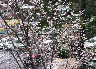 草津の桜